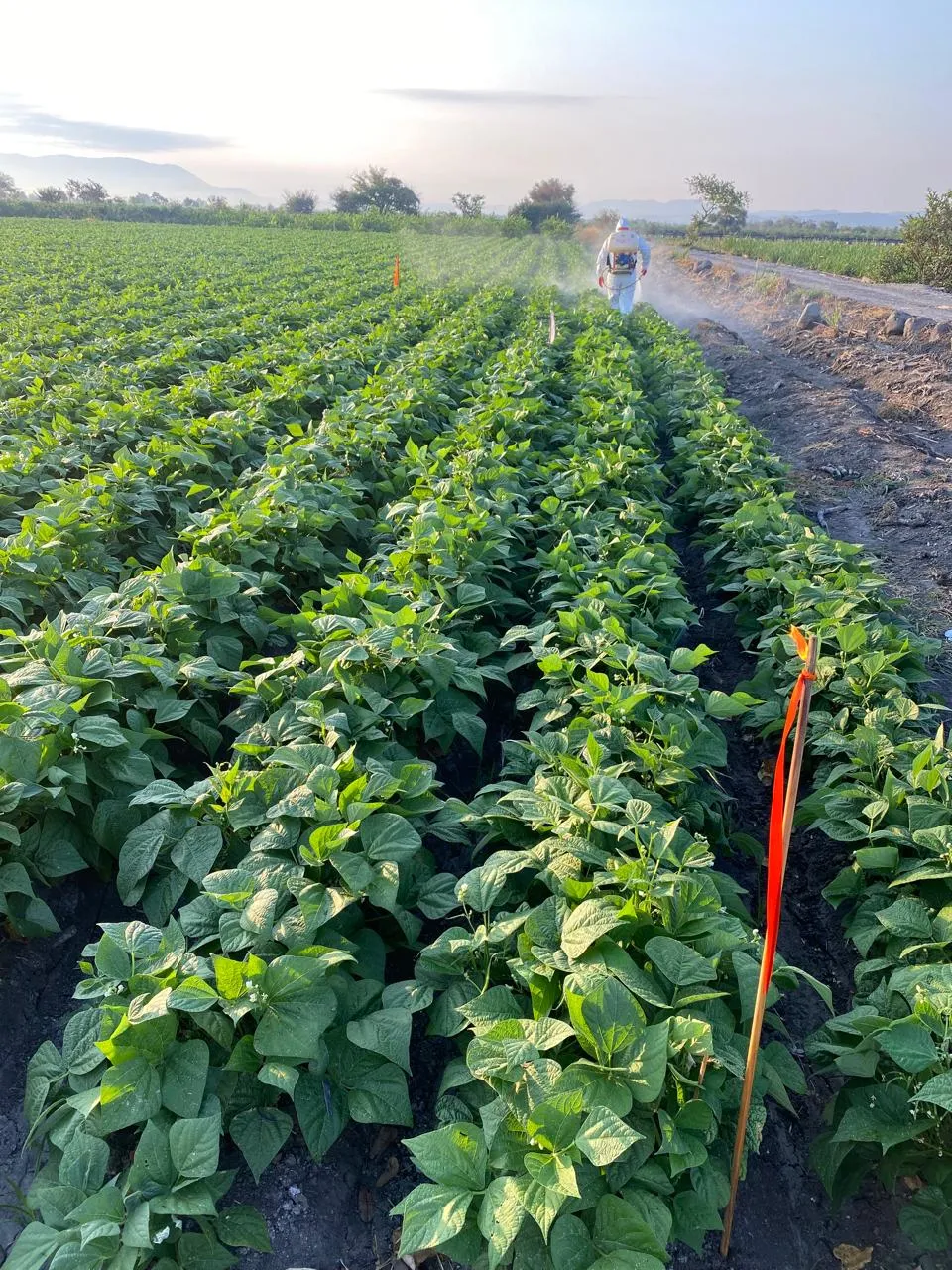 Hombre aplicando insecticida de espaldas