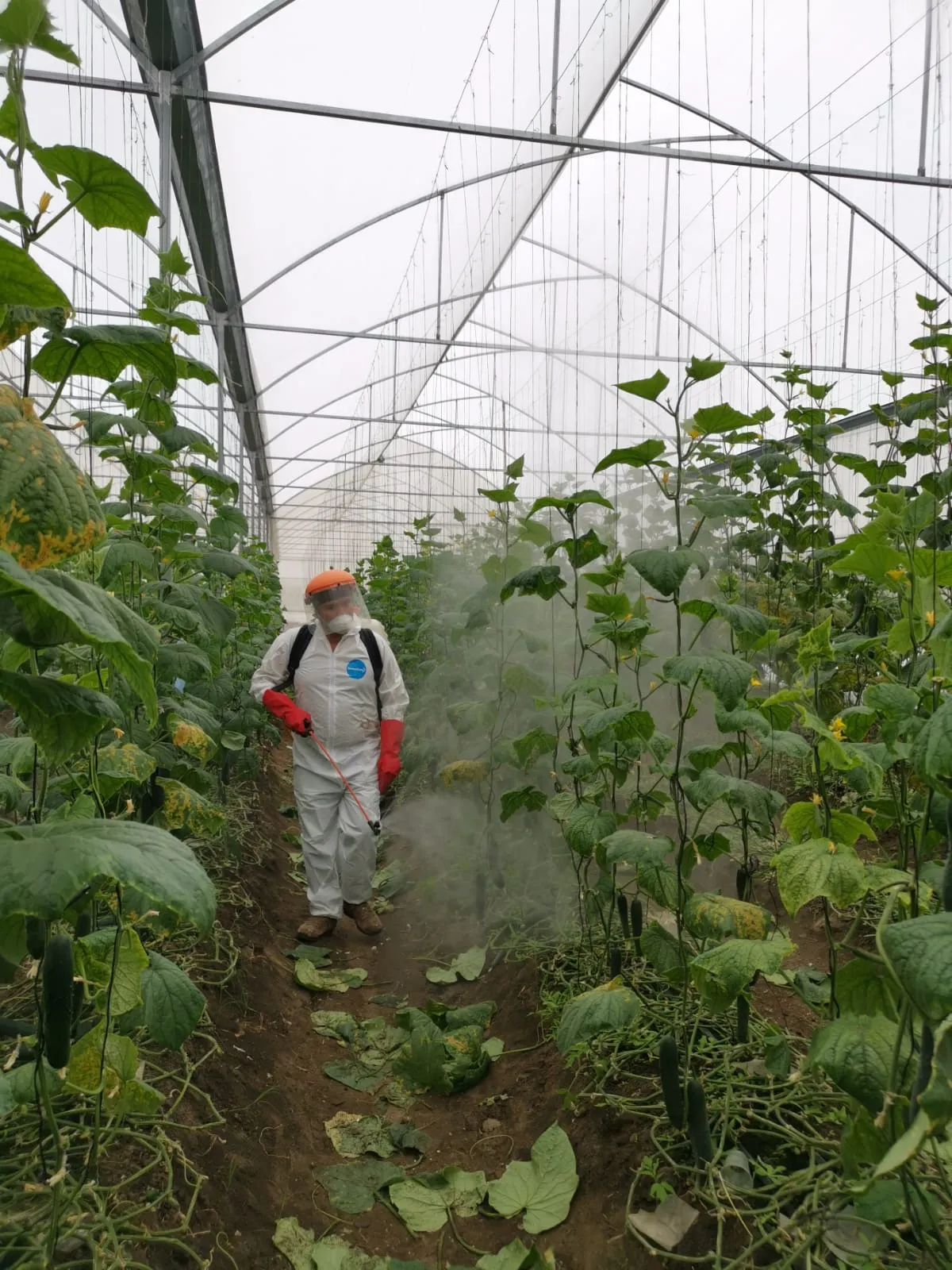 Hombre aplicando insecticida